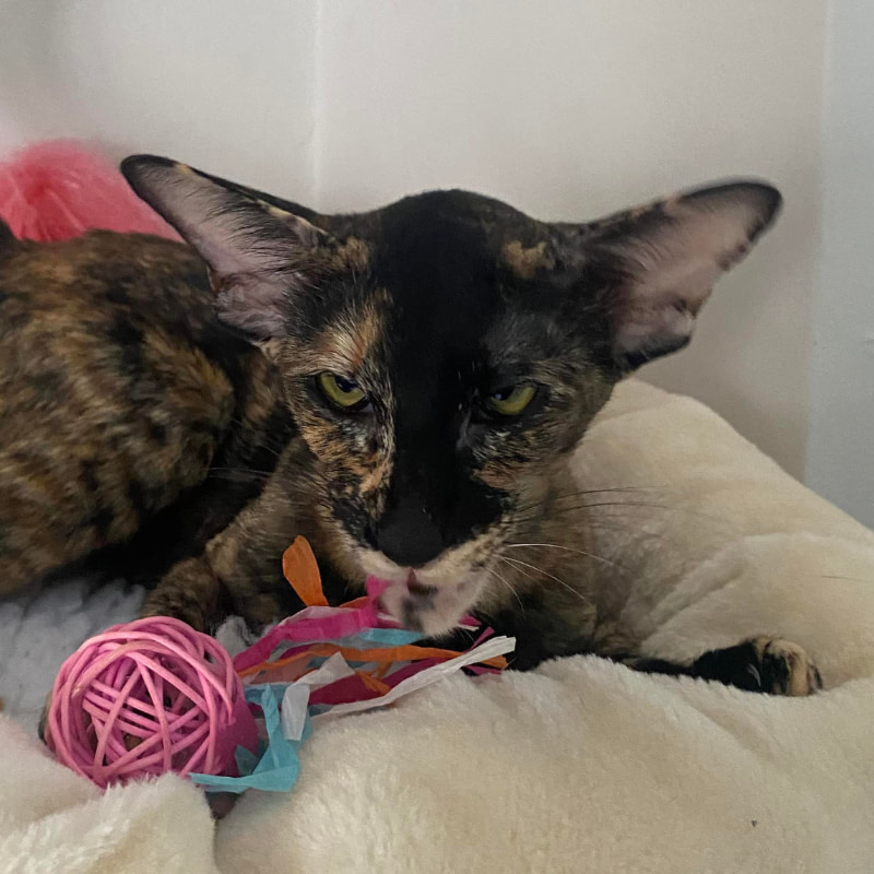 Bonni Oriental tortie cat